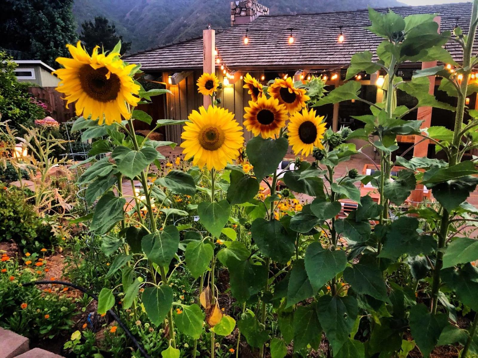 Carmel Valley Lodge Bagian luar foto